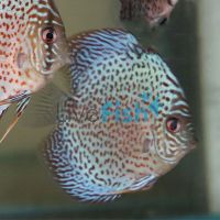 Leopard Discus 7cm