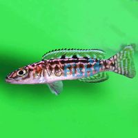 Lepidiolamprologus Elongatus 5cm