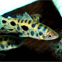 Leporinus Spotted 5cm