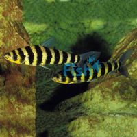 Leporinus Banded 6cm