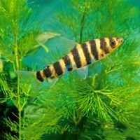 Leporinus Banded 7cm