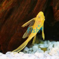 L/F Albino Bristlenose Catfish 3cm 