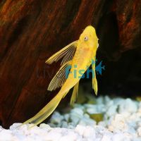 L/F Albino Bristlenose Catfish 3.5cm