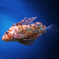 Lionfish Devil Haz - Medium
