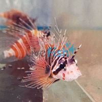 Lionfish Devil Haz - Small