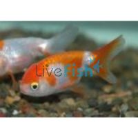 Red & White Lionhead 5cm