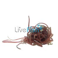 Live Black Worms 500ML
