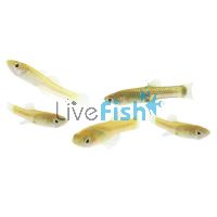 Live Feeder Fish - Guppy (Local) 3cm