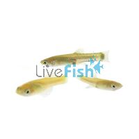 Live Feeder Fish - Locally Bred 2cm