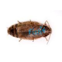 Live Woodies - Medium Nauphoeta Cinerea