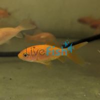 Local Comet Red (Small)