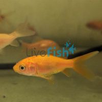 Local Comet Red (4-6cm)
