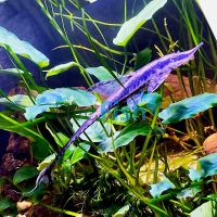 Long Nose Whiptail 5cm