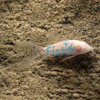 Albino Longfin Corydoras 2.5cm