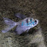 Longfin Black Widow Tetra 3.5cm