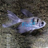 Longfin Black Widow Tetra 4cm
