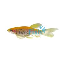 Longfin Gold Zebra Danio 3cm