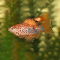 Longfin Rosy Barb Pair 4.5cm