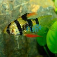 Longfin Tiger Barb 3cm