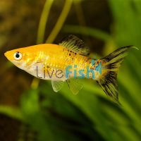 LT Black & Gold Molly 5cm 