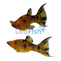 L.T. Mini Molly Red Calico 3.5cm