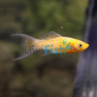 LT Orange Metallic Molly 5.5cm