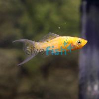 LT Orange Metallic Molly 5cm 
