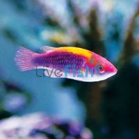 Wrasse - Lubbock's Fairy - Large 