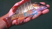 Mangrove Jack 7cm 