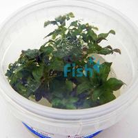 Luwigia Glandulosa Tissue Culture Tub
