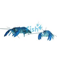 Electric Blue Yabby 7cm