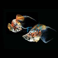 Lyretail Assorted Balloon Molly 4cm