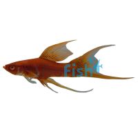 Lyretail Blood Red Simpson Swordtail 5cm