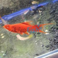 Lyretail Blood Red Simpson Swordtail 4cm