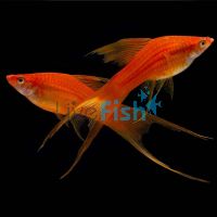 Lyretail Red Tuxedo Swordtail 5cm