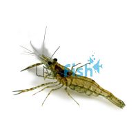 Long Armed Freshwater Shrimp 5cm
