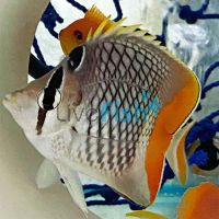 Madagascar Butterflyfish - Medium