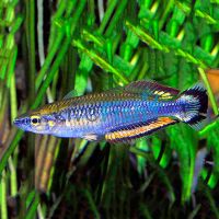 Madagascar Rainbow 3.5cm 