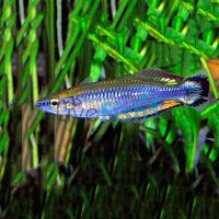 Madagascar Rainbow 3cm
