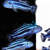 Melanochromis Maingano 3.5cm