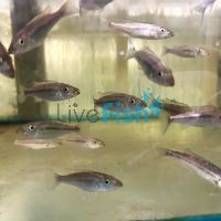 Malawi Barracuda 5cm