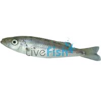 Malawi Barracuda 5cm