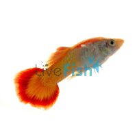 Male Sunset Guppy 3.5cm