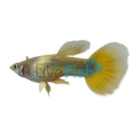 Male 24K Gold Guppy 3.5cm