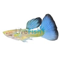 Male Albino Sky Blue Guppy 3.5cm
