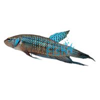 Male Alien Green Betta Select - Wild Caught 4cm