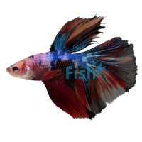 Male Betta Galaxy Koi 5cm