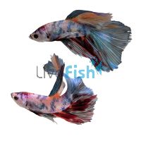 Male Betta Halfmoon Pink Koi 5cm
