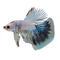 Male Betta Halfmoon Spotted 5cm