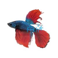 Male Betta HM Green Red Dragon 5cm